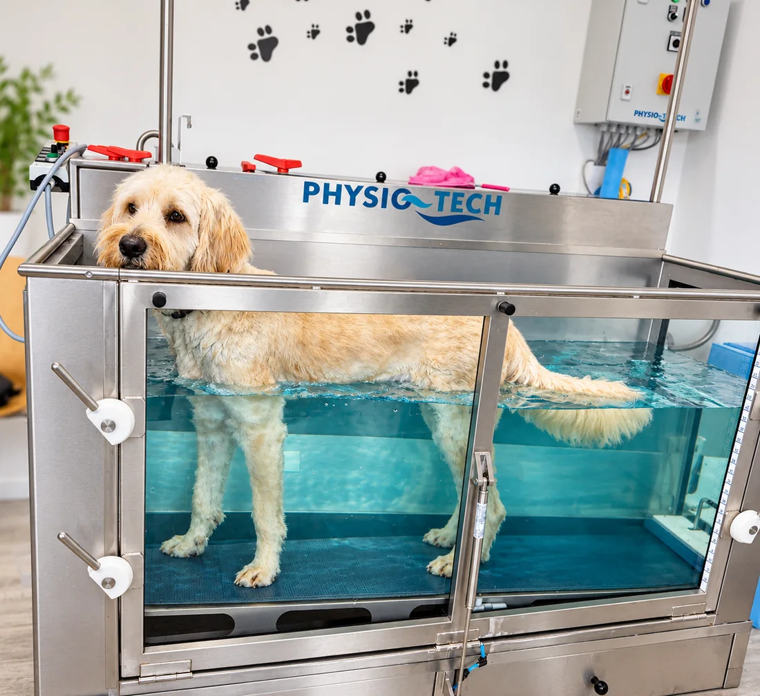 Goldendoodle im Unterwasserlaufband der Praxis Tierphysio Hagen in Bad Oldesloe